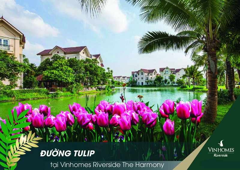 Phân khu Tulip Vinhomes The Harmony